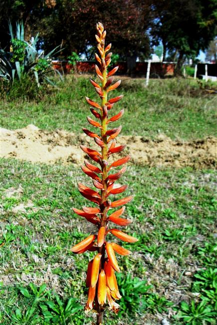 Aloe vera
